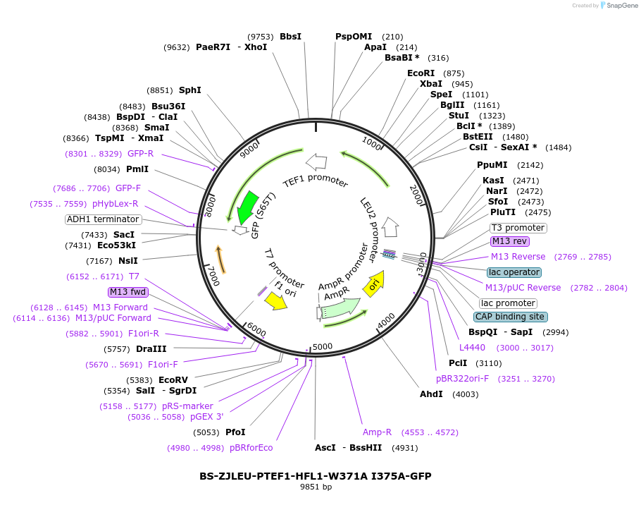 207023-plasmid-map-sequence-id-430383