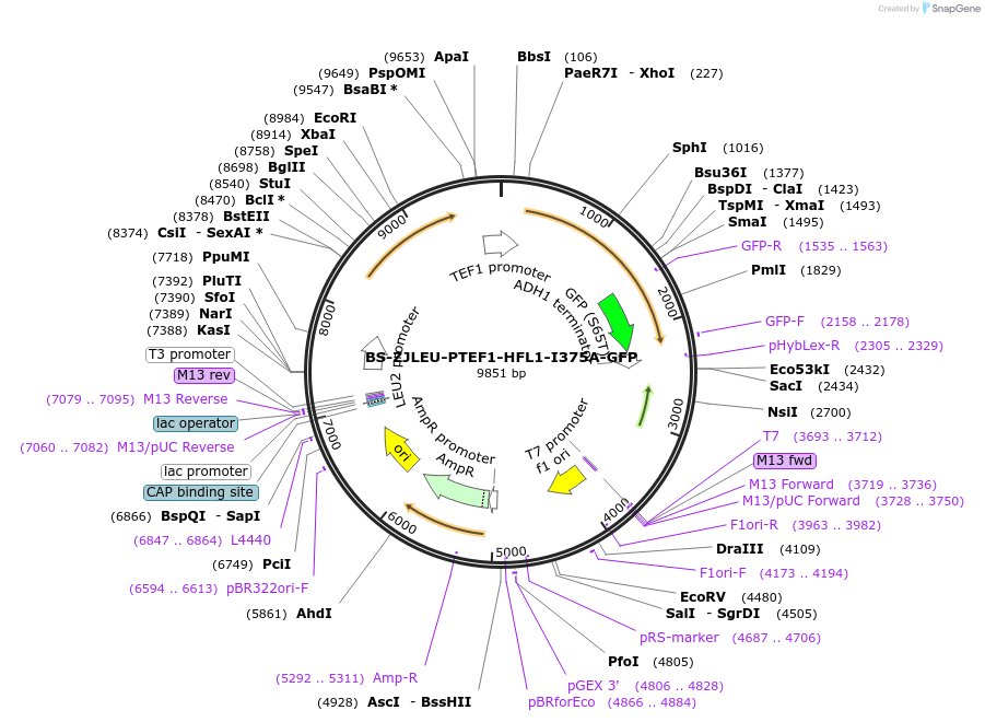 207020-plasmid-map-sequence-id-430386