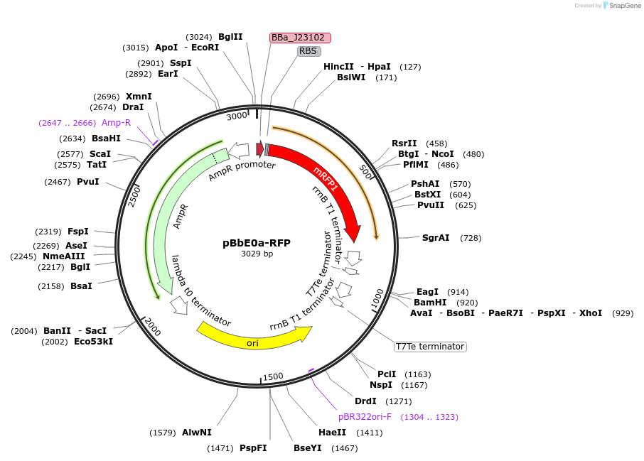 35372-plasmid-map-sequence-id-43039