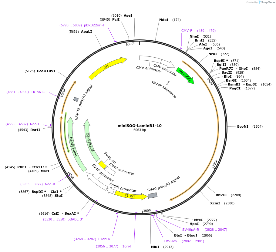 57771-plasmid-map-sequence-id-430390