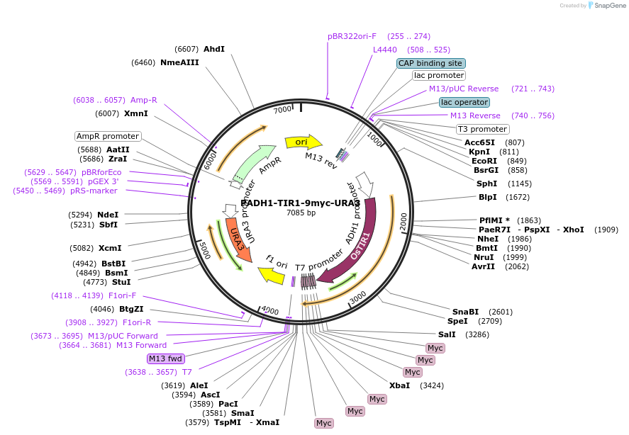 207016-plasmid-map-sequence-id-430391
