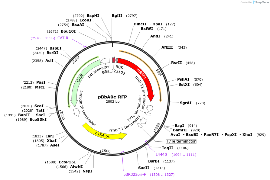 35373-plasmid-map-sequence-id-43040