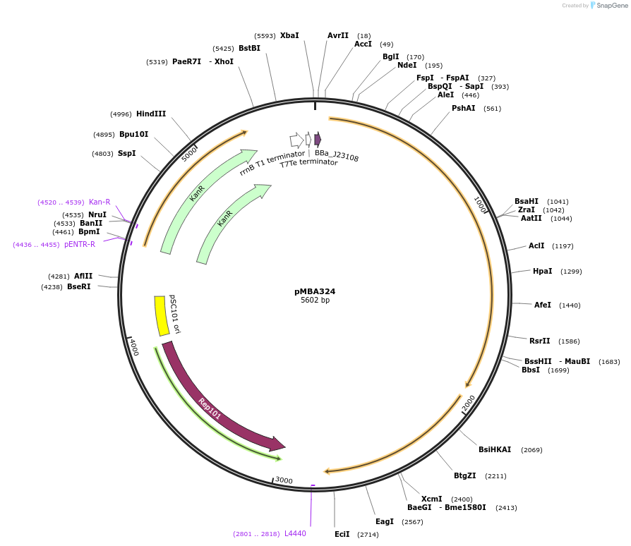 214741-plasmid-map-sequence-id-430401