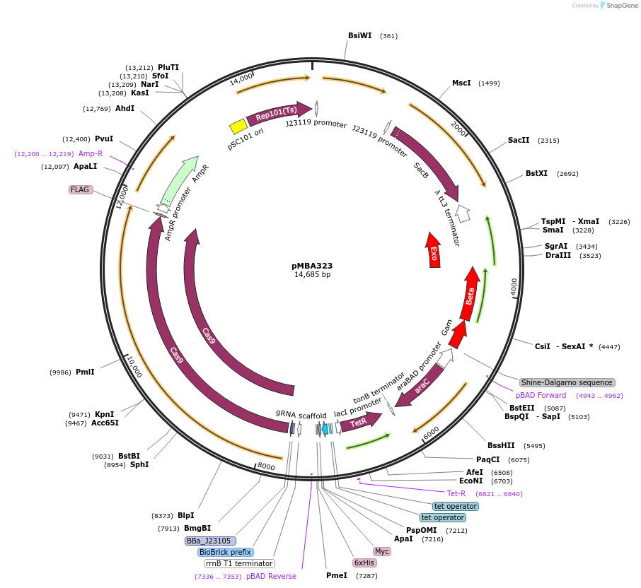 214751-plasmid-map-sequence-id-430405