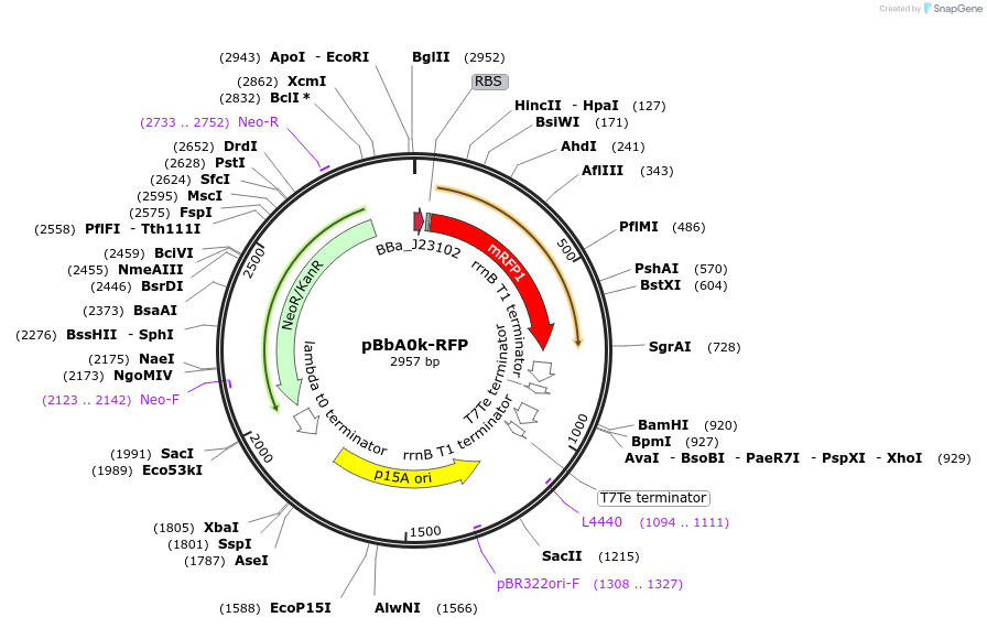 35374-plasmid-map-sequence-id-43041