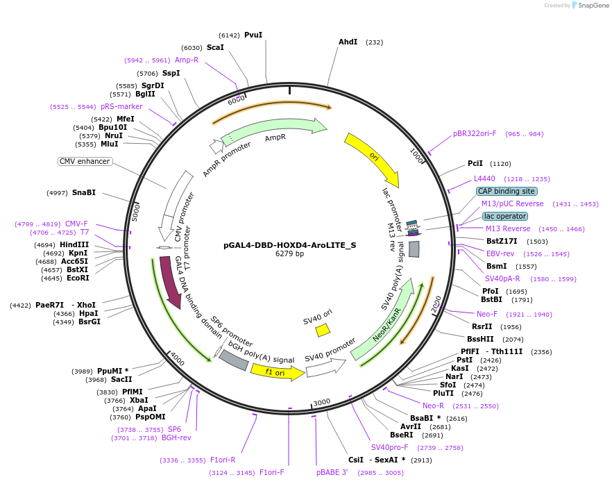 215572-plasmid-map-sequence-id-430414