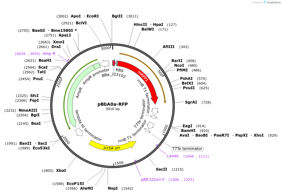 35375-plasmid-map-sequence-id-43042