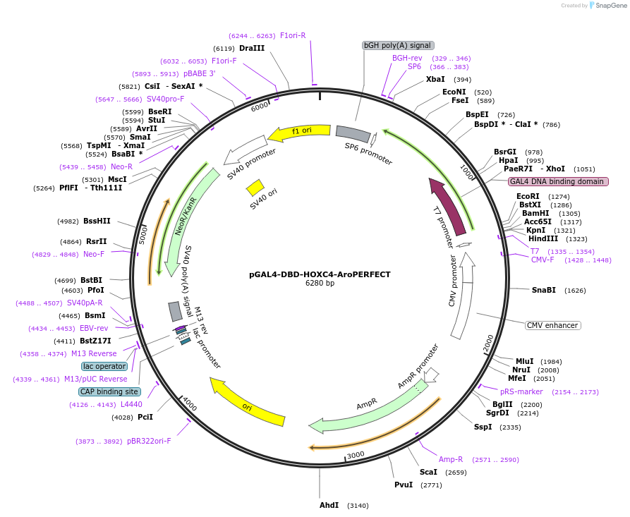 215588-plasmid-map-sequence-id-430423