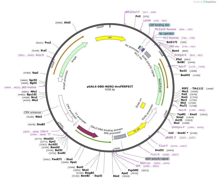 215609-plasmid-map-sequence-id-430434