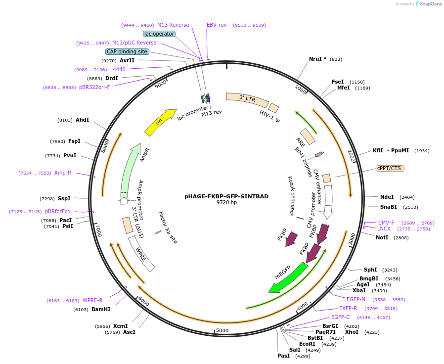 216840-plasmid-map-sequence-id-430440