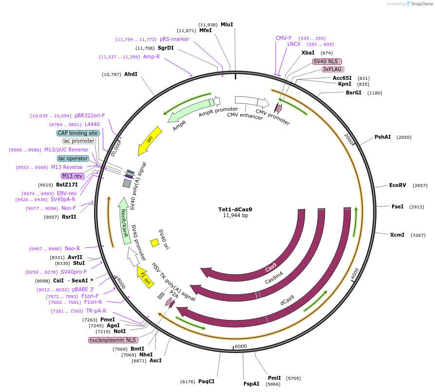 136650-plasmid-map-sequence-id-430441