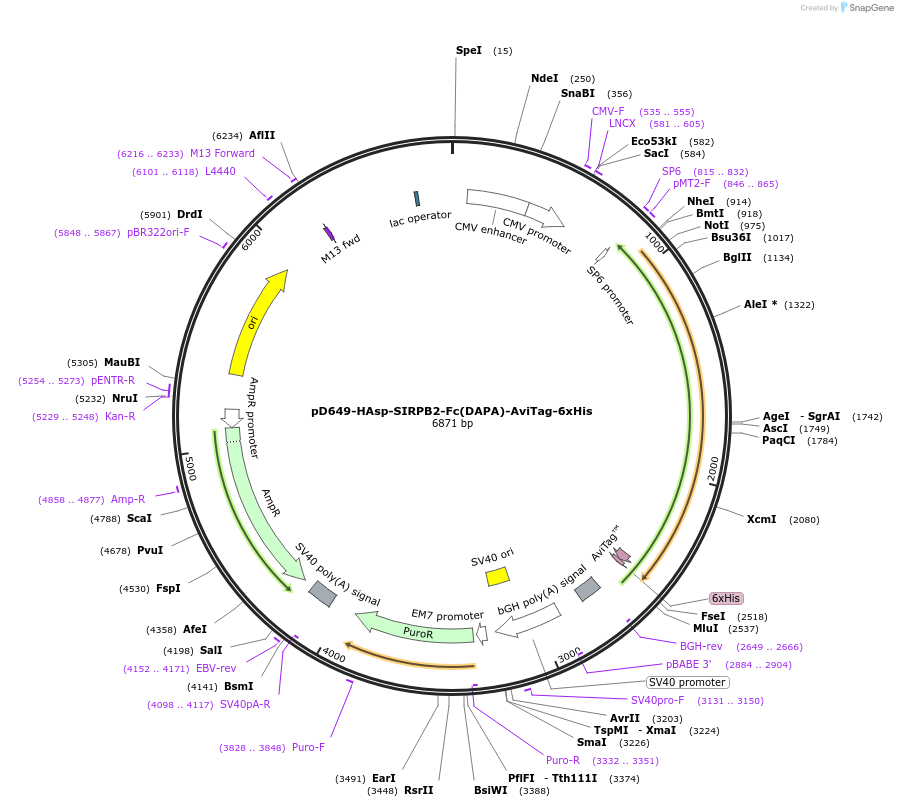 156705-plasmid-map-sequence-id-430444