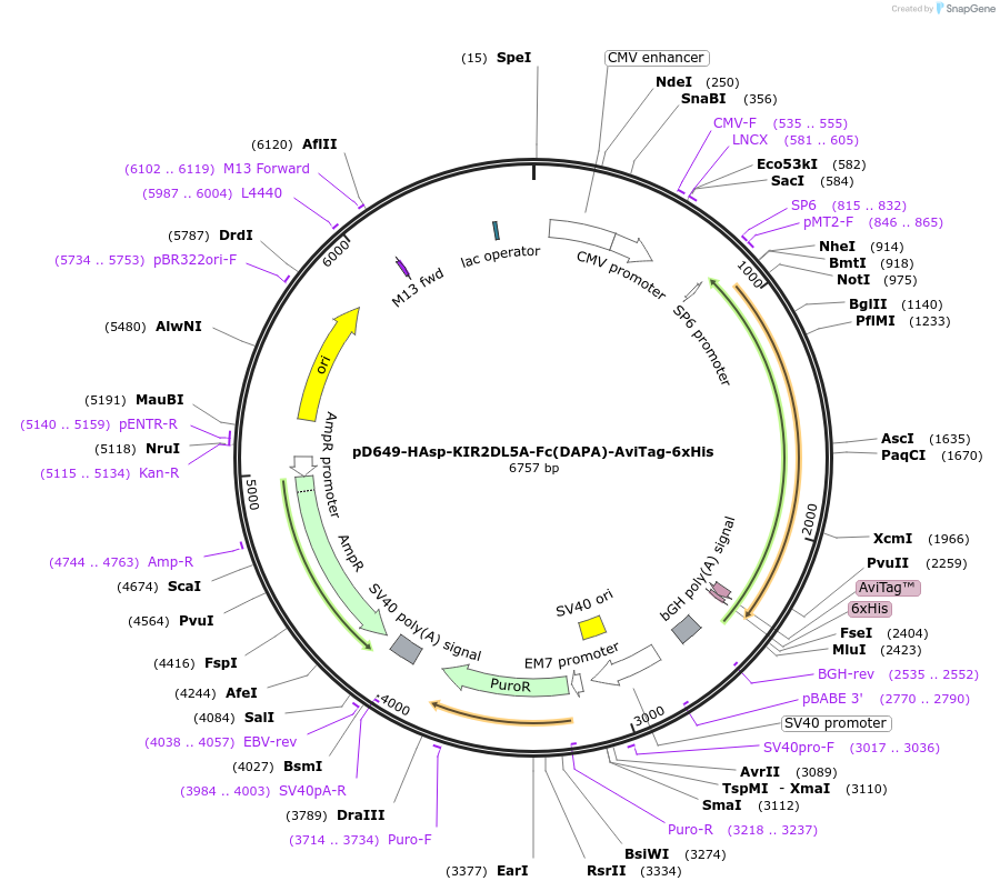 156643-plasmid-map-sequence-id-430447