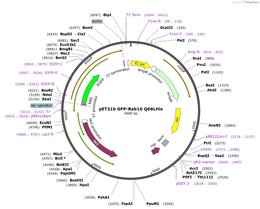 186015-plasmid-map-sequence-id-430449