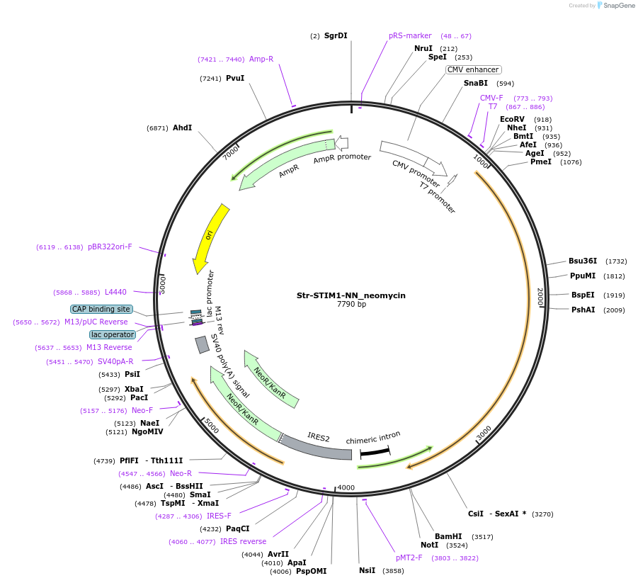 65311-plasmid-map-sequence-id-430451