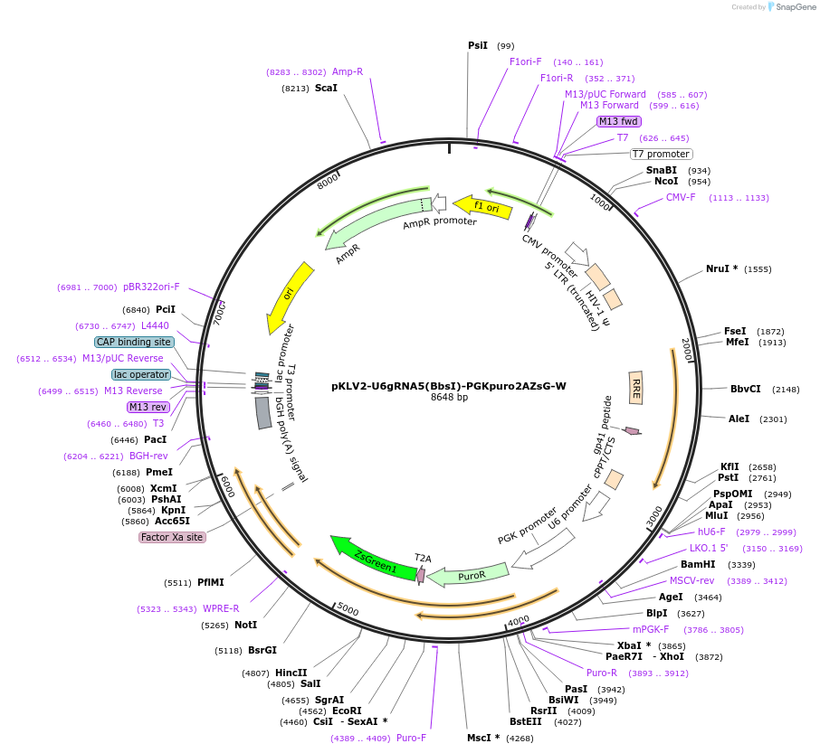67975-plasmid-map-sequence-id-430453