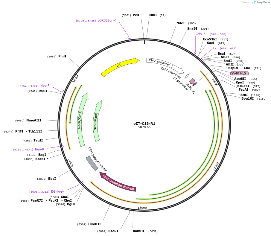 62197-plasmid-map-sequence-id-430480