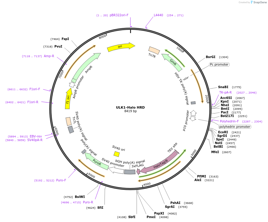 207548-plasmid-map-sequence-id-430489