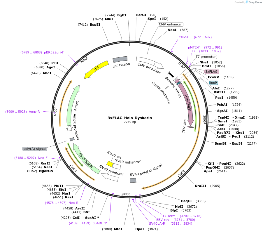 207578-plasmid-map-sequence-id-430508