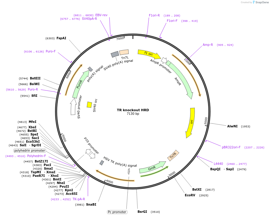 207579-plasmid-map-sequence-id-430509