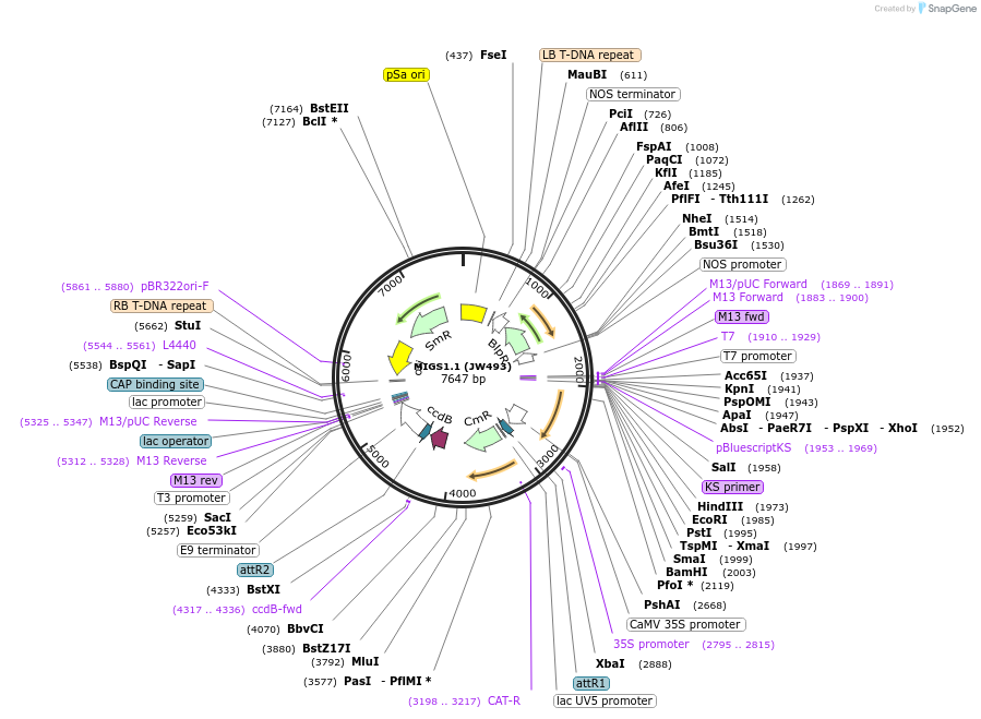 35245-plasmid-map-sequence-id-43052
