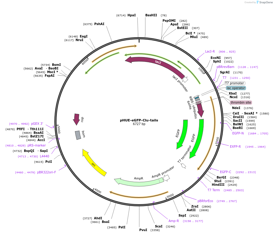 215397-plasmid-map-sequence-id-430524