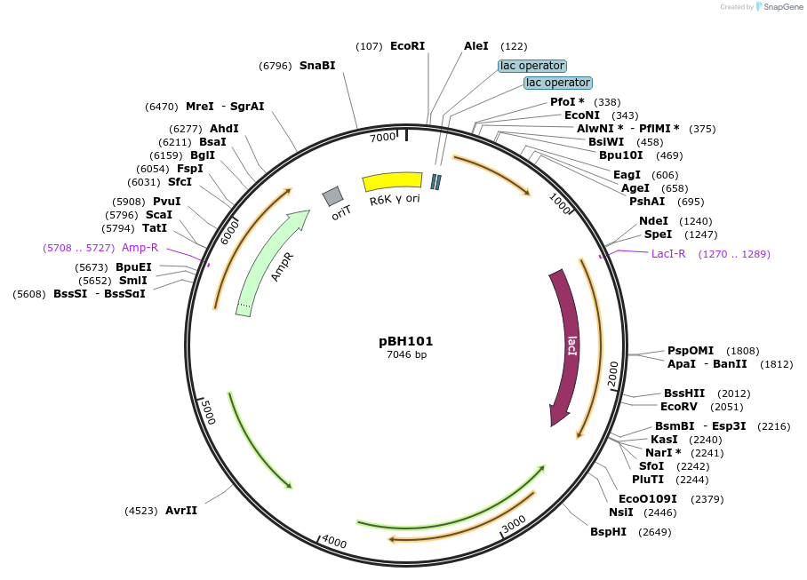215772-plasmid-map-sequence-id-430533