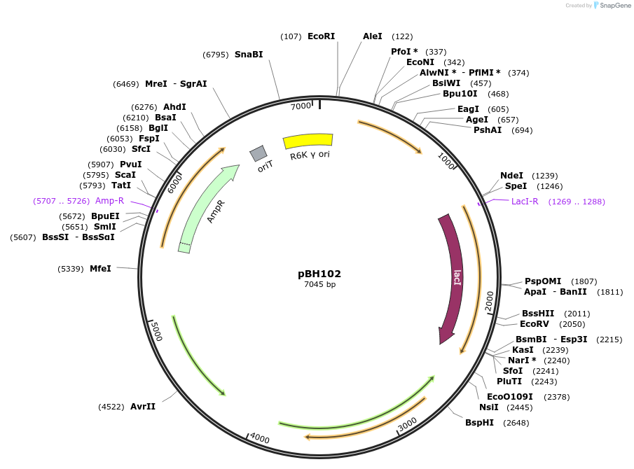 215773-plasmid-map-sequence-id-430539