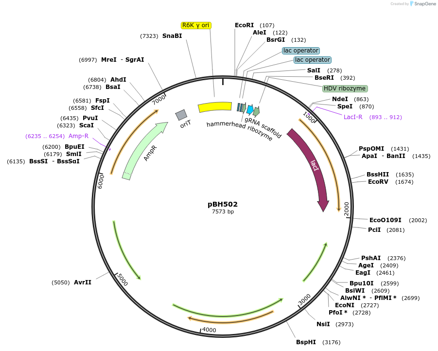 215781-plasmid-map-sequence-id-430541