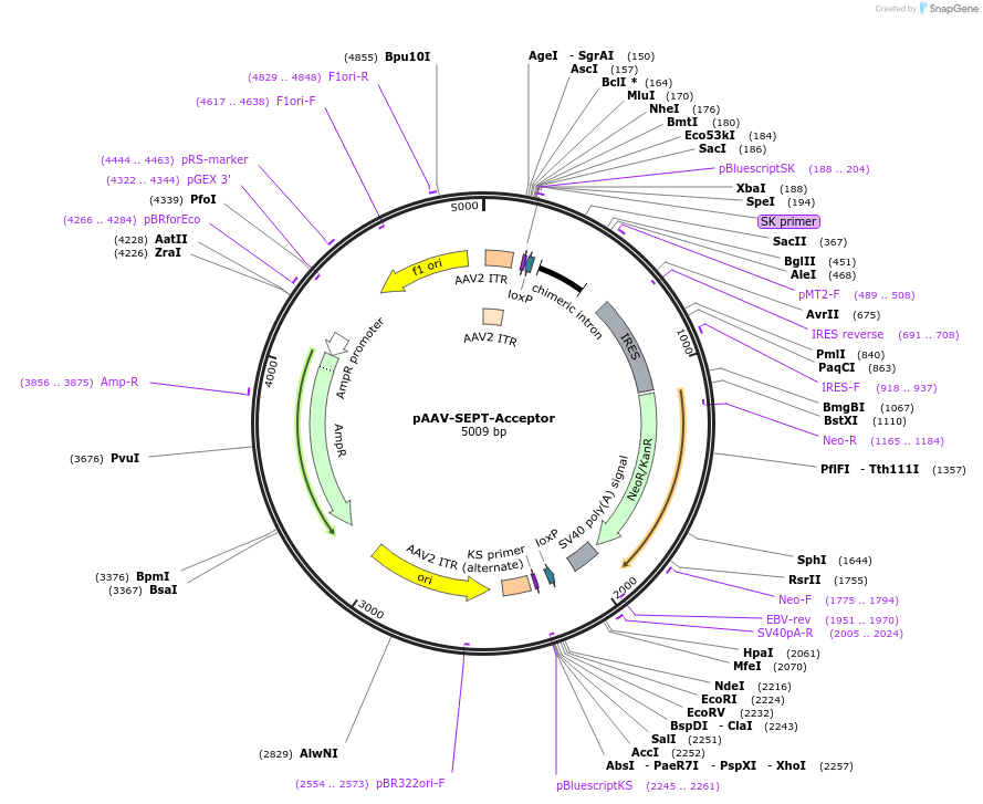 25648-plasmid-map-sequence-id-430554