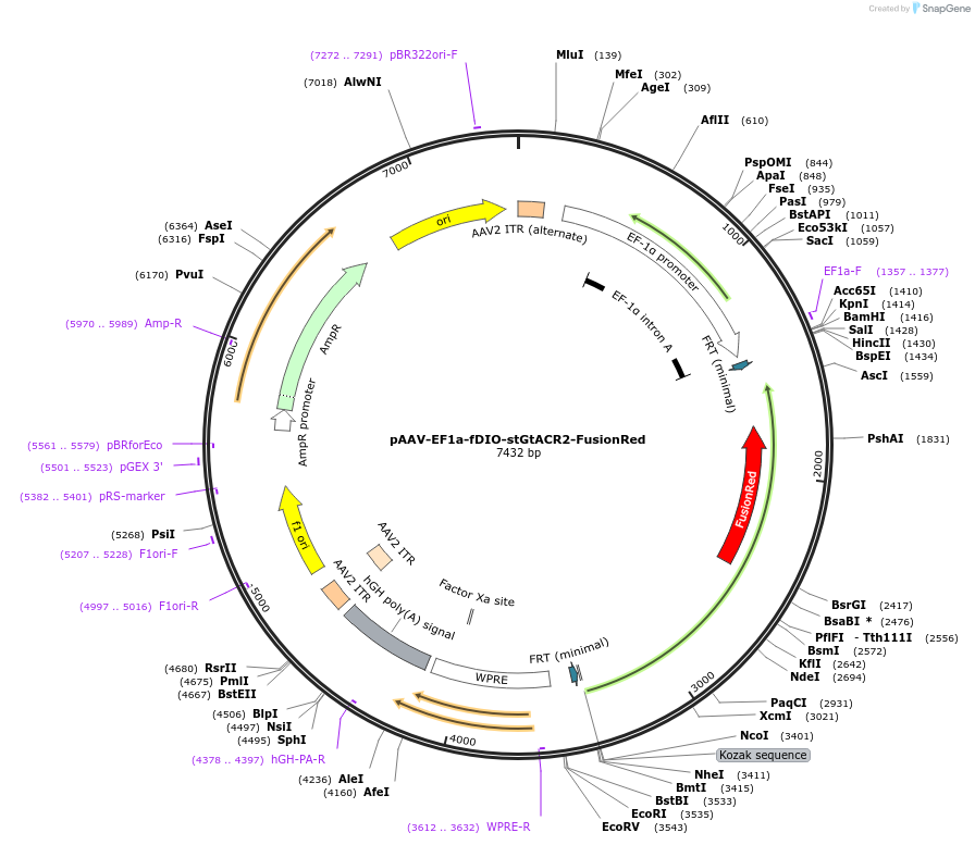 217975-plasmid-map-sequence-id-430555