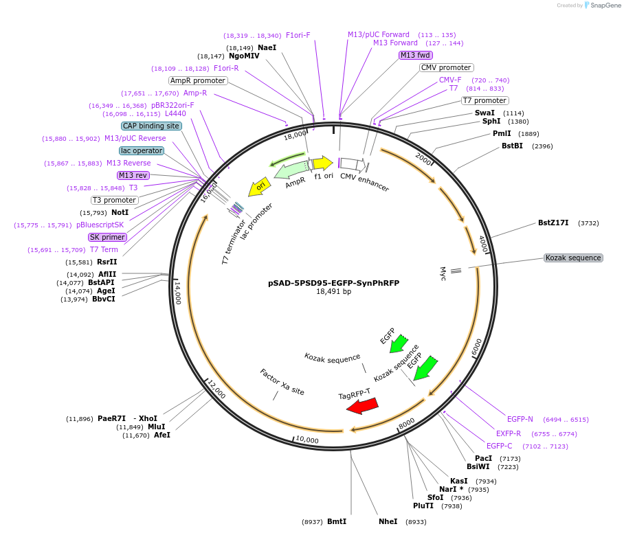 217979-plasmid-map-sequence-id-430556