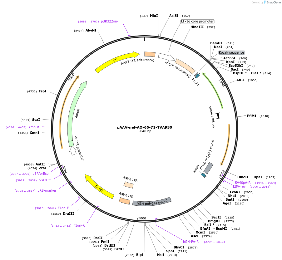 217977-plasmid-map-sequence-id-430557