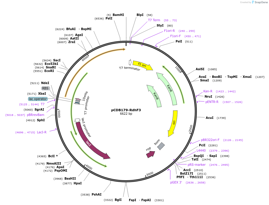 217823-plasmid-map-sequence-id-430560