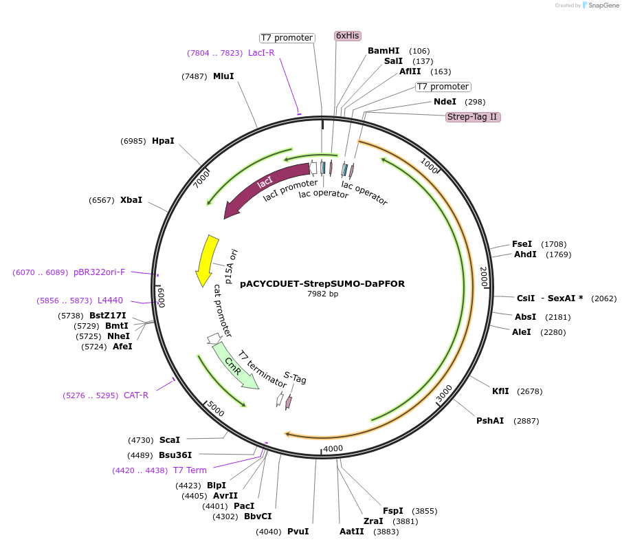 217819-plasmid-map-sequence-id-430563
