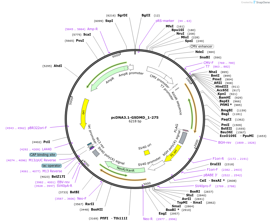 218230-plasmid-map-sequence-id-430565