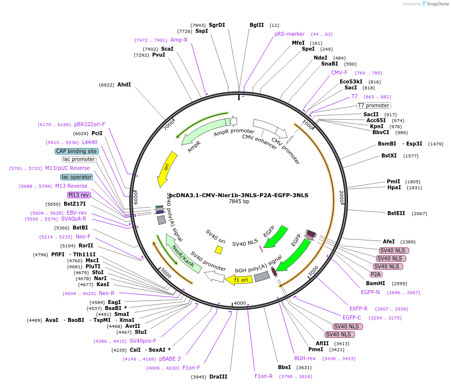 217479-plasmid-map-sequence-id-430569