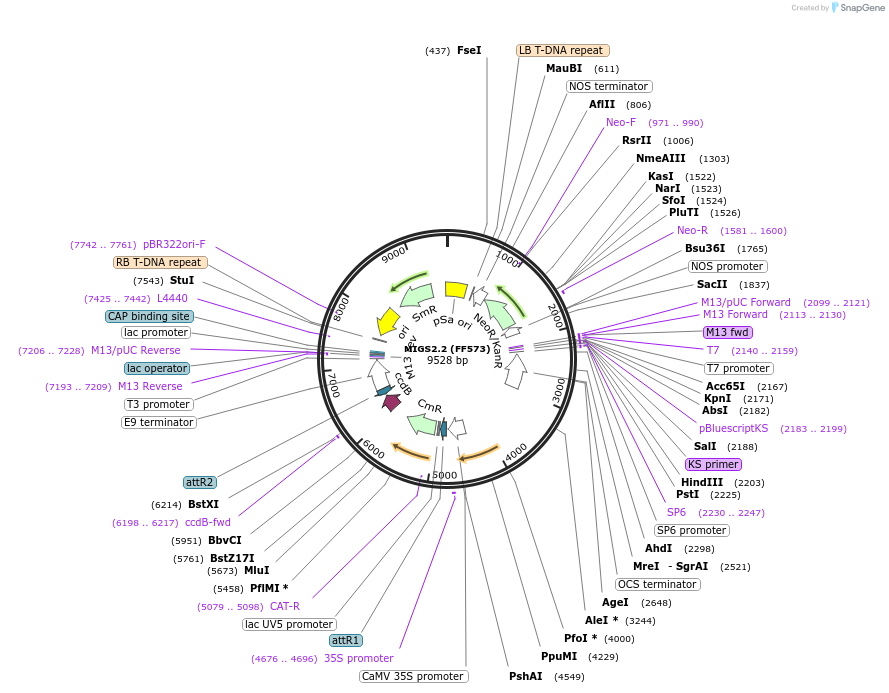 35248-plasmid-map-sequence-id-43057