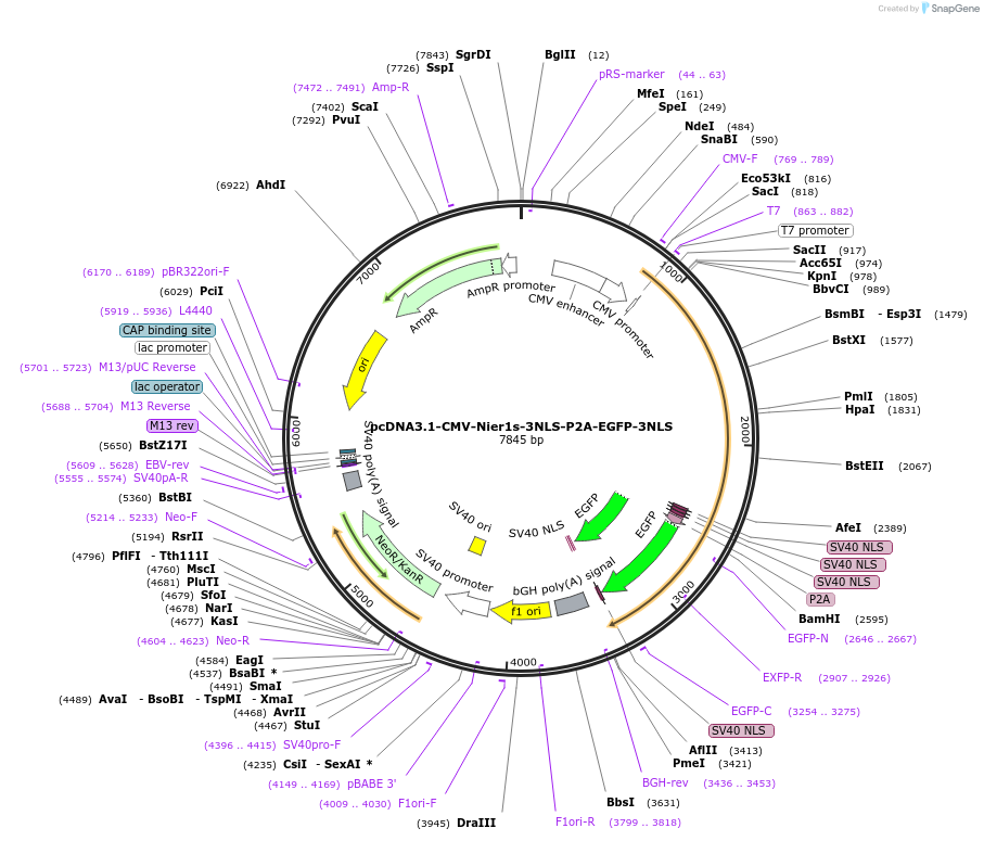 217478-plasmid-map-sequence-id-430570
