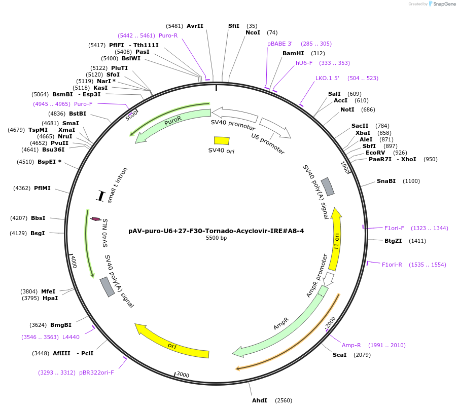 216826-plasmid-map-sequence-id-430576
