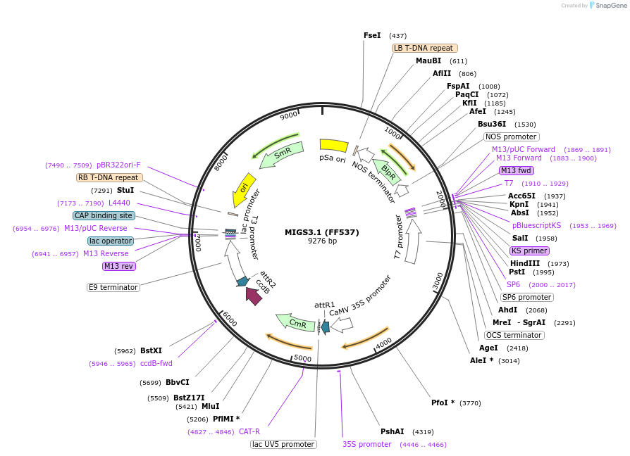35249-plasmid-map-sequence-id-43058