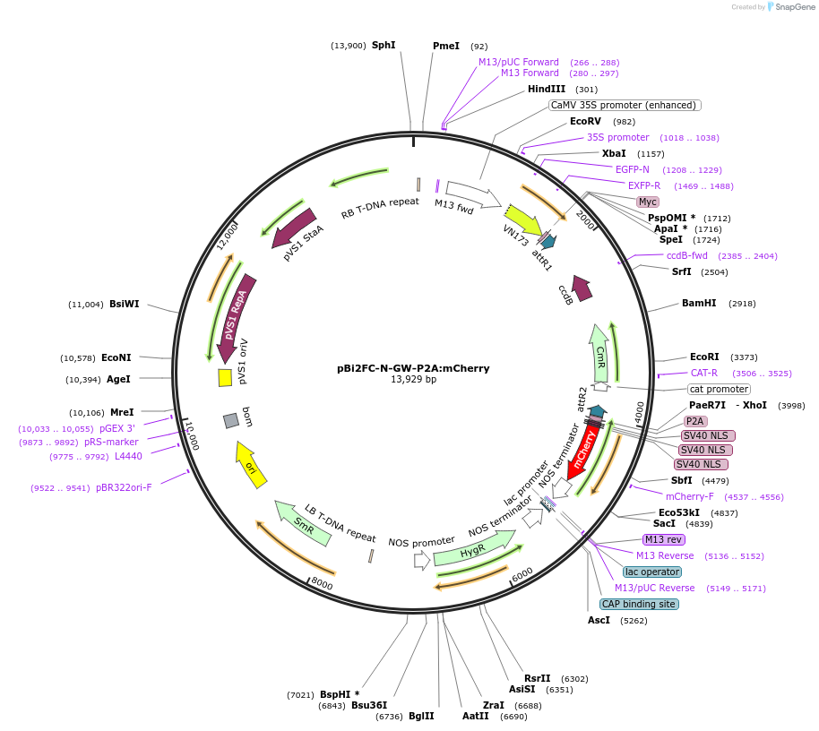 216144-plasmid-map-sequence-id-430584