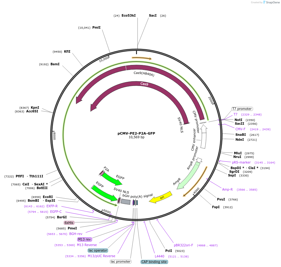 132776-plasmid-map-sequence-id-430585