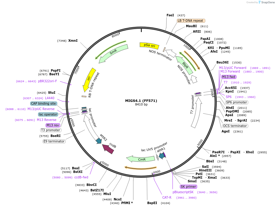 35251-plasmid-map-sequence-id-43060