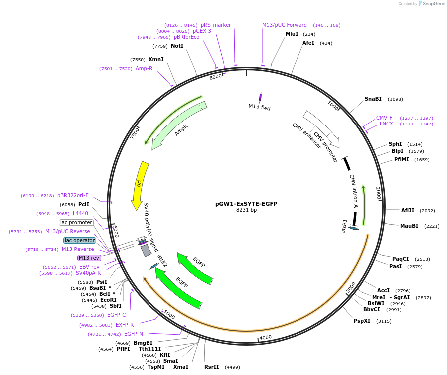 216259-plasmid-map-sequence-id-430611