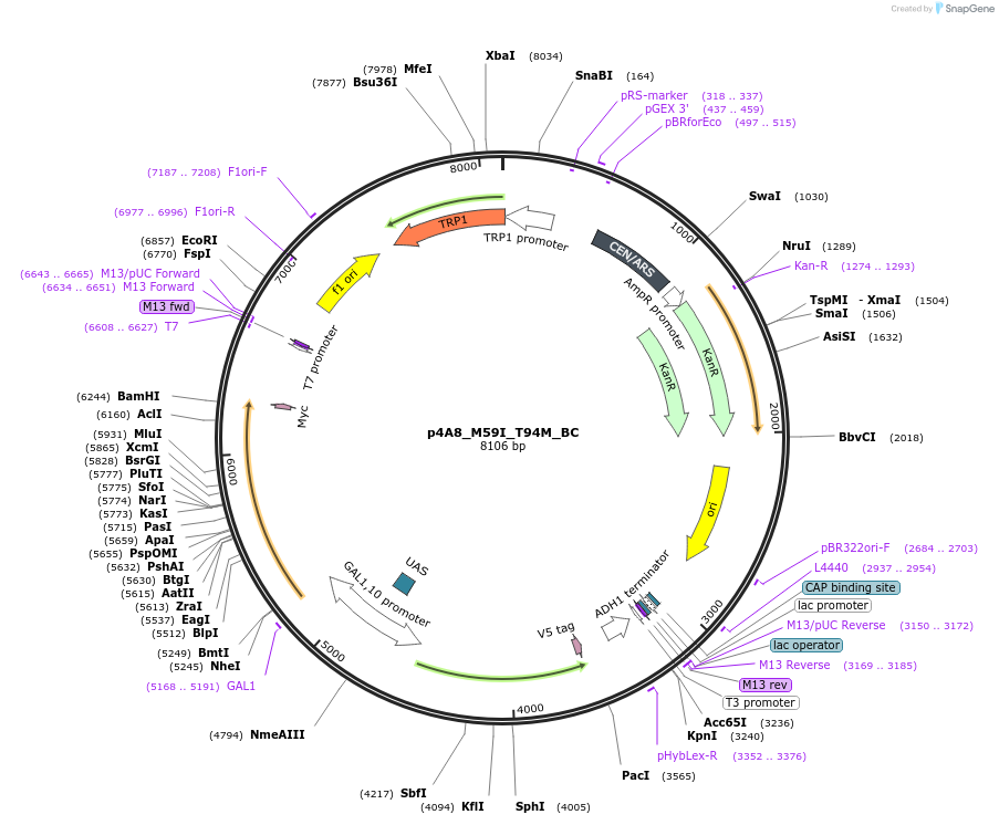 217833-plasmid-map-sequence-id-430612