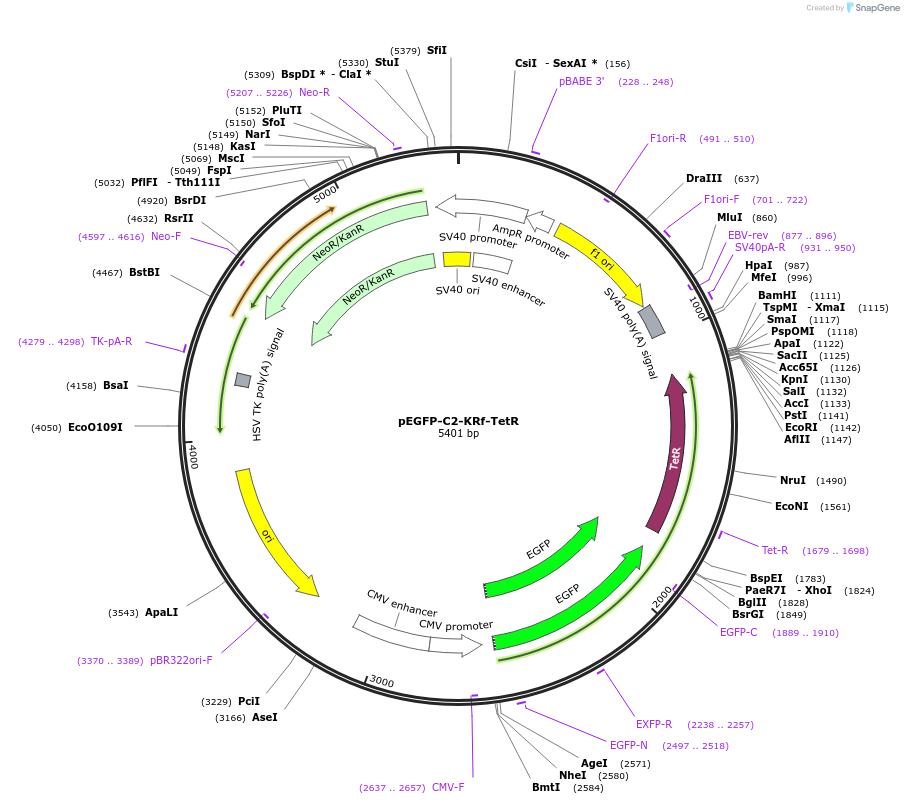 216269-plasmid-map-sequence-id-430615