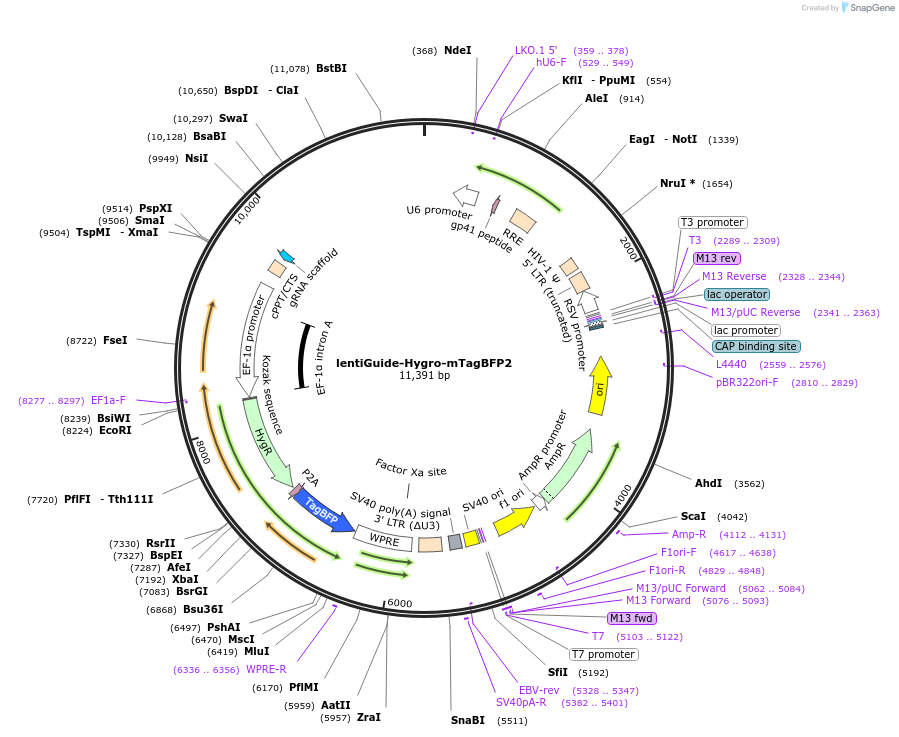 99374-plasmid-map-sequence-id-430620