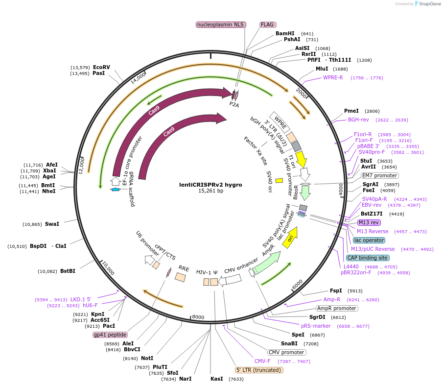 98291-plasmid-map-sequence-id-430621