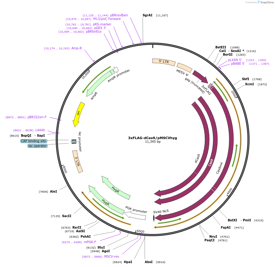 134323-plasmid-map-sequence-id-430622